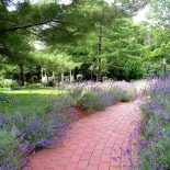 brick path surrounded by flowers